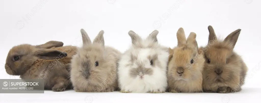 Five baby lionhead-cross rabbits in line