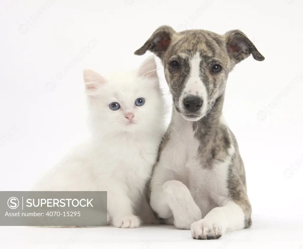Brindle-and-white Whippet puppy, 9 weeks, with white Maine Coon-cross kitten.