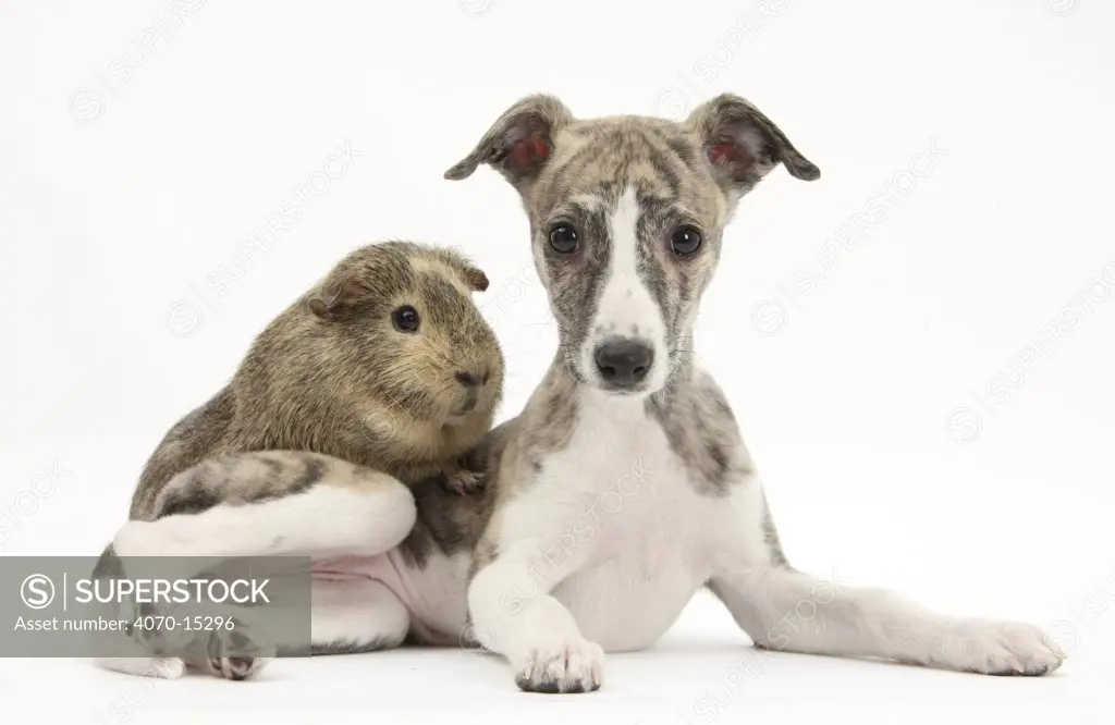 Brindle-and-white Whippet puppy, 9 weeks, with a guinea pig.