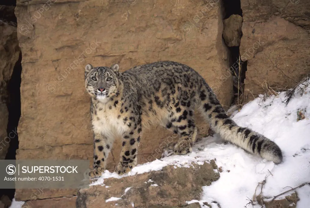 Snow leopard on snow covered rockface Panthera uncia} captive