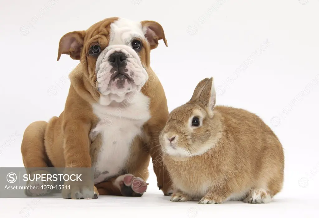 Bulldog puppy, 11 weeks, and Netherland-cross rabbit.