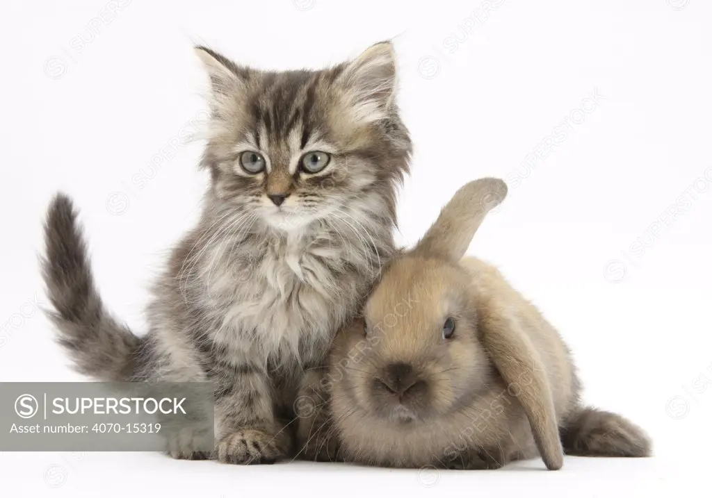 Tabby kitten, 10 weeks, and young rabbit.