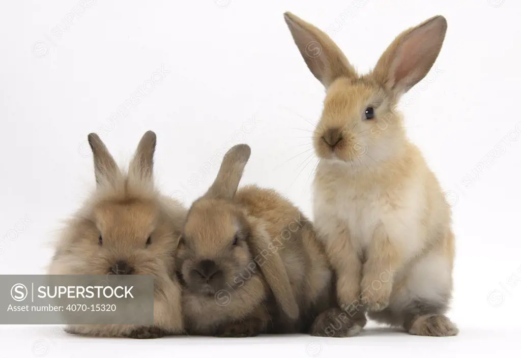 Three young sandy rabbits.