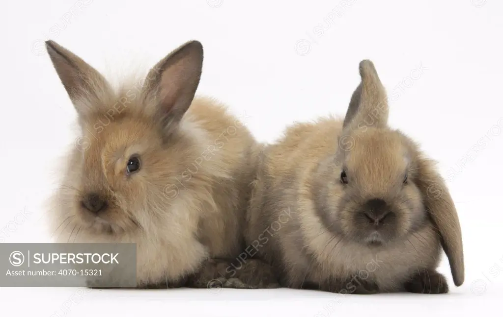 Young sandy rabbits.