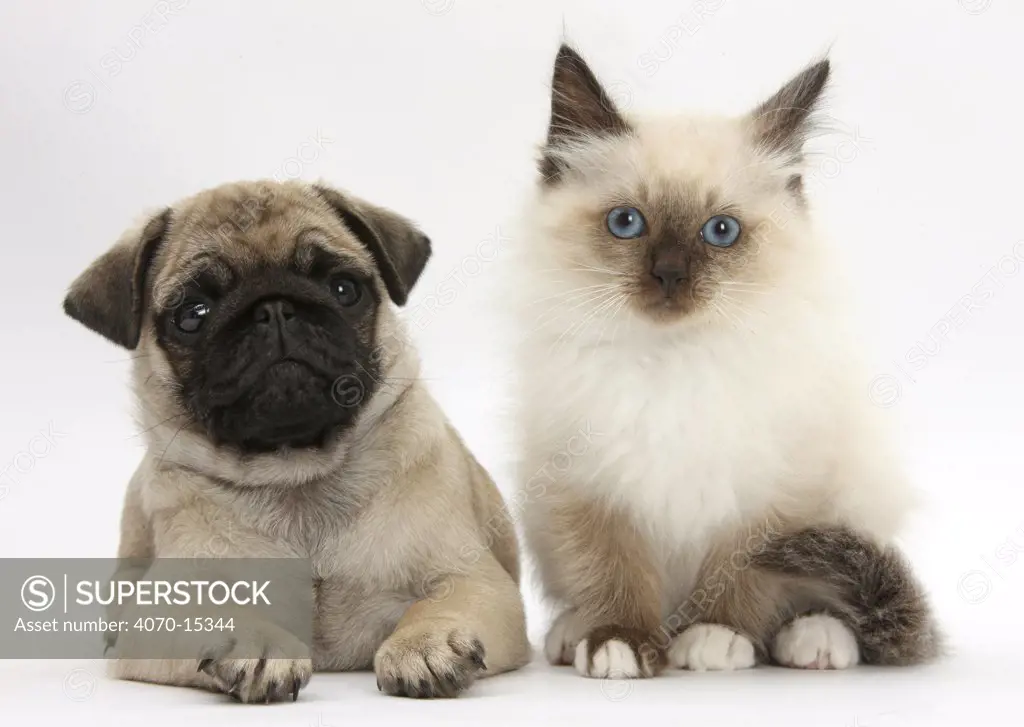 Fawn Pug puppy, 8 weeks, and Birman-cross kitten.