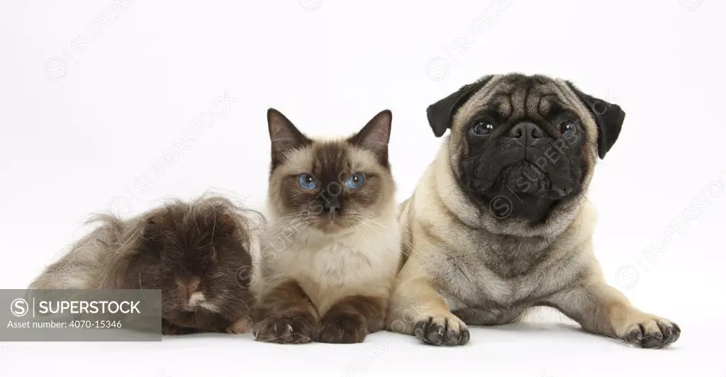Fawn Pug, Burmese-cross cat and shaggy guinea pig.