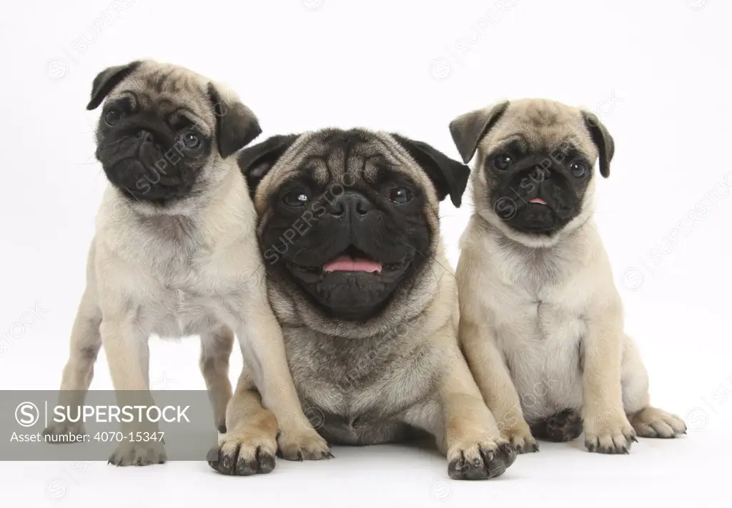Fawn Pug and puppies, 8 weeks.