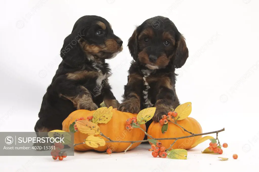 Cockerpoo puppies with pumpkins and cotoneaster berries.