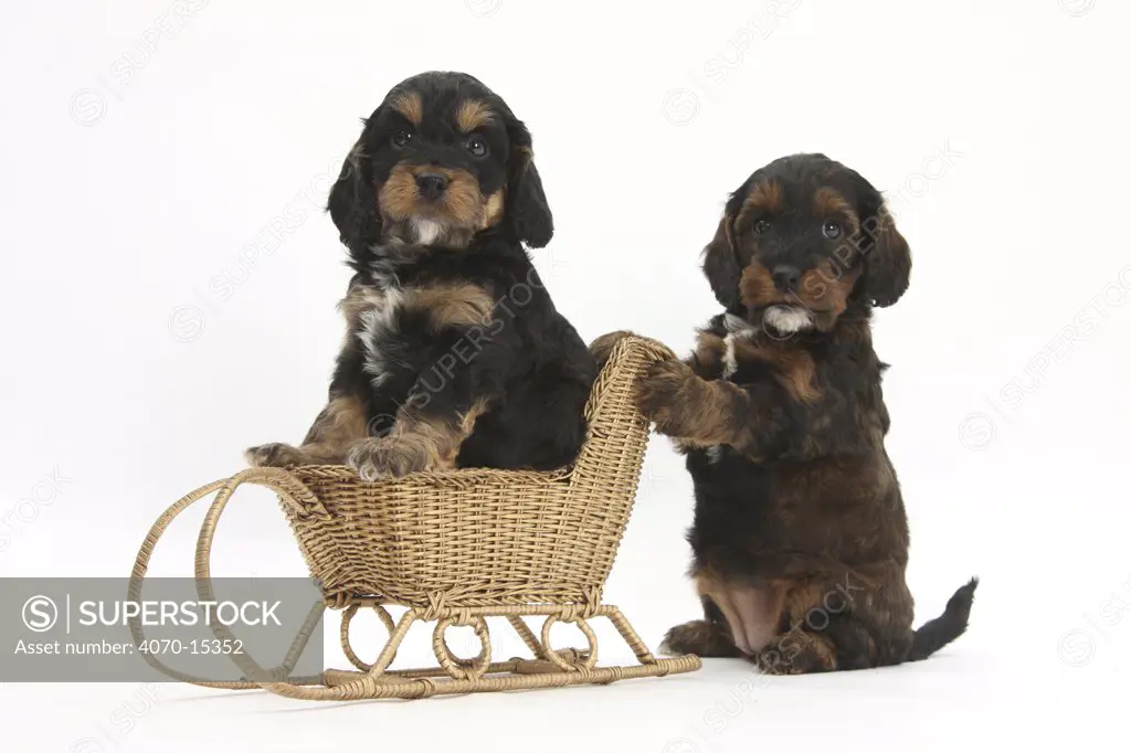 Cockerpoo puppies playing with a wicker toy sledge.