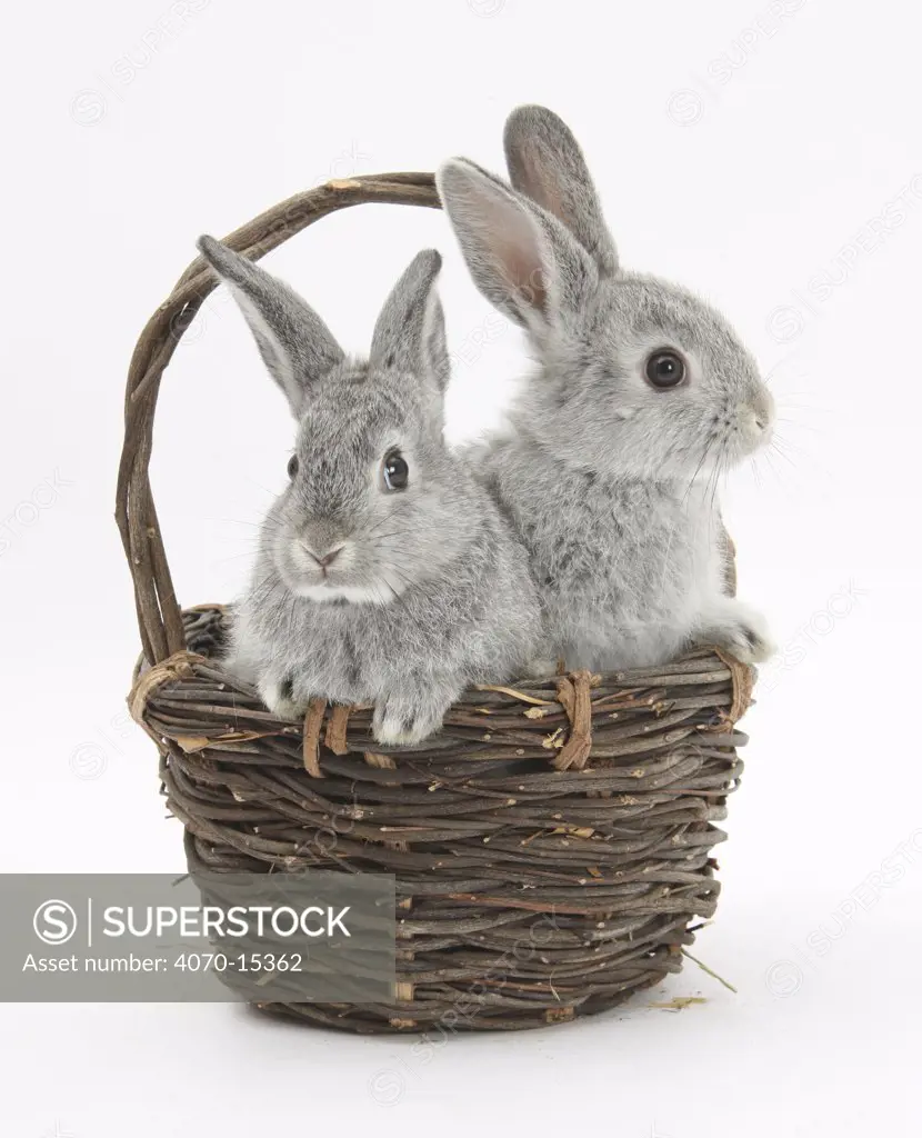 Silver baby rabbits in a wicker basket.