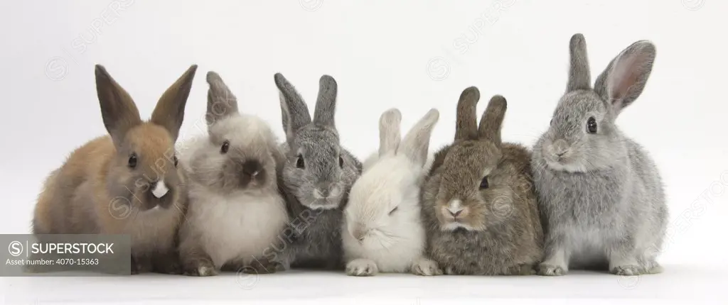 Six baby rabbits in line