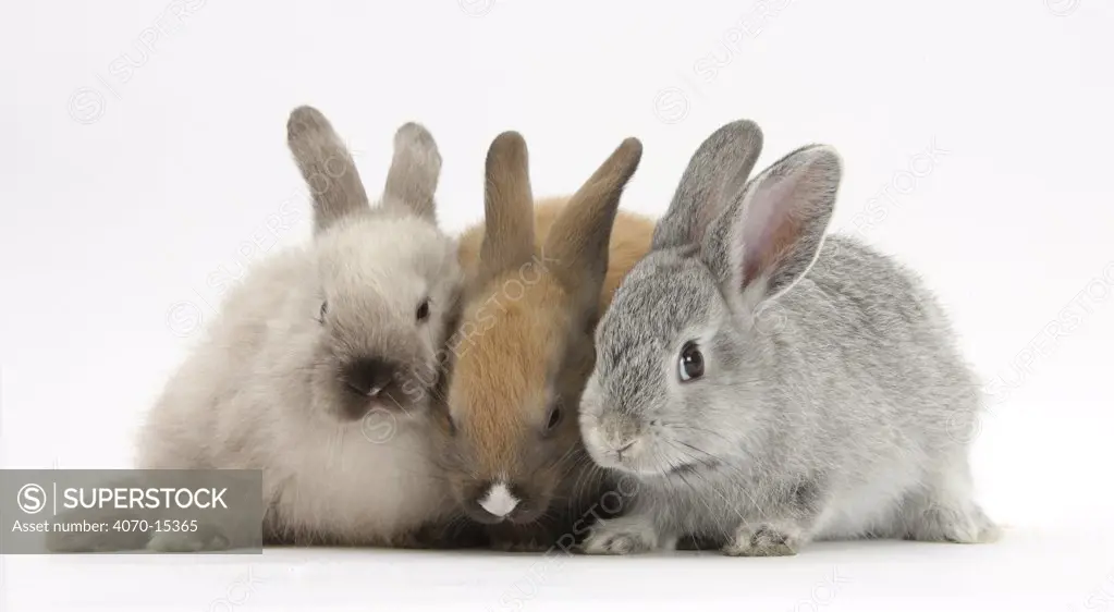 Three baby rabbits.