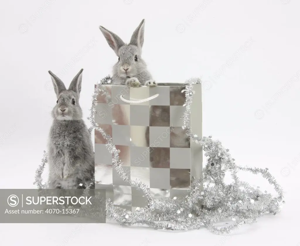 Two baby silver rabbits in a gift bag with Christmas tinsel.