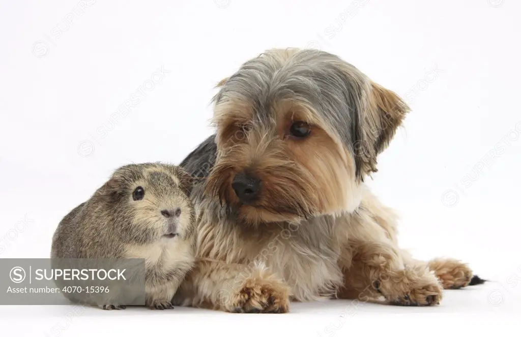 Yorkshire Terrier dog, 16 months, and guinea pig.