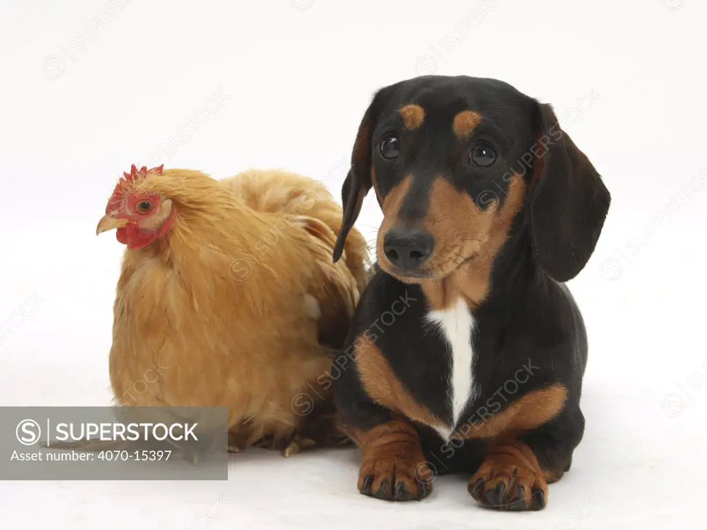 Tricolour Dachshund, and chicken.