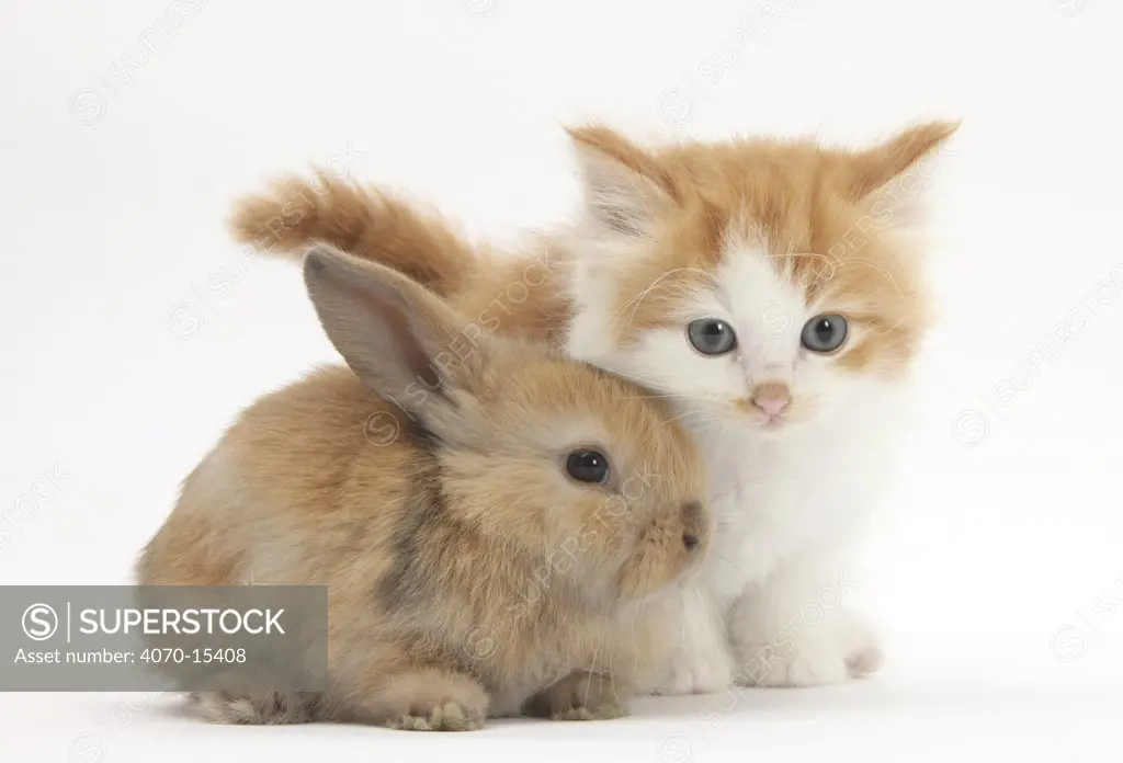 Ginger-and-white kitten baby rabbit.