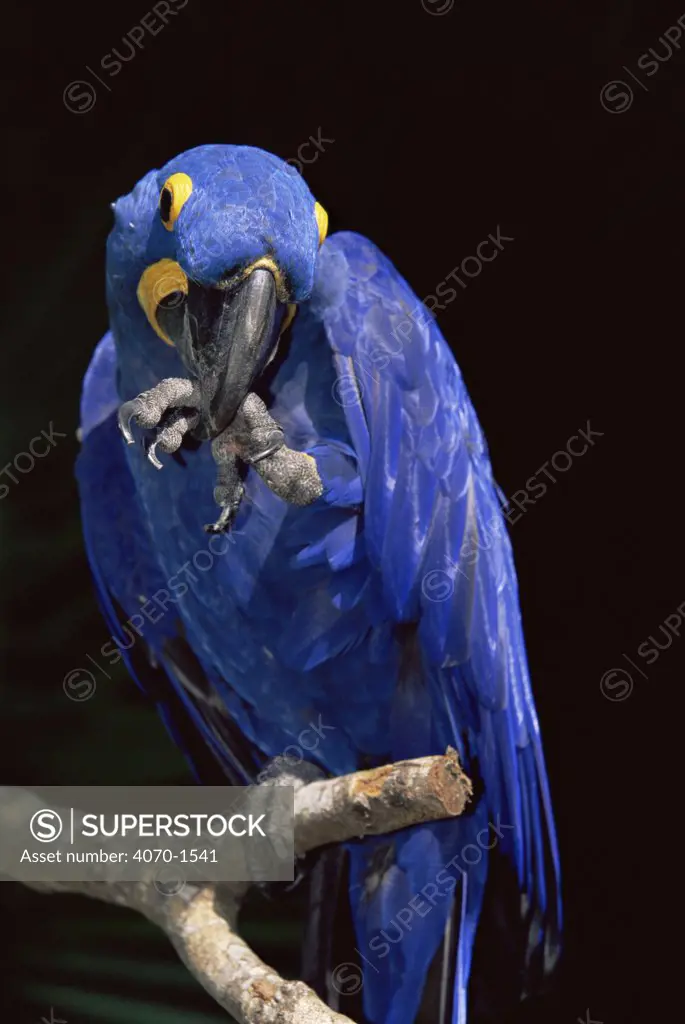 Hyacinth macaw (Anodorhynchus hyacinthinus) with foot in beak