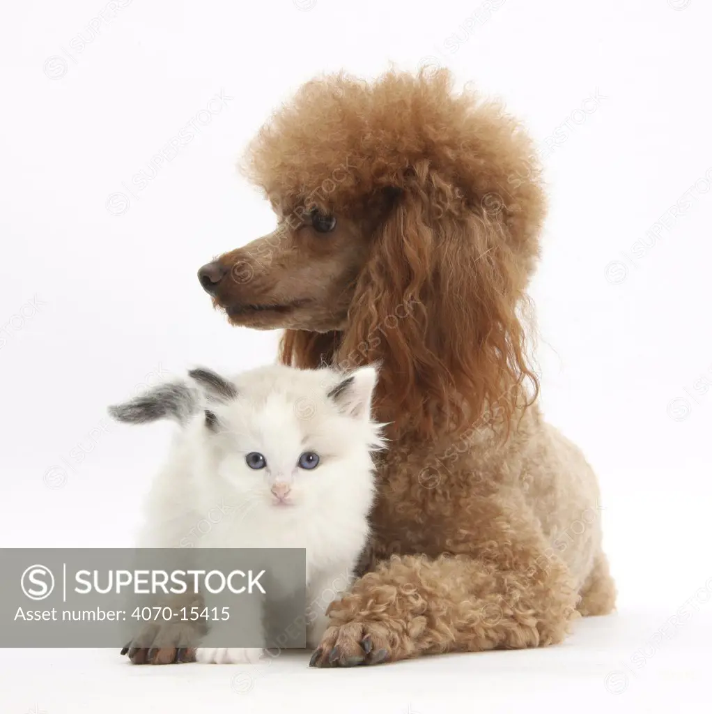 Red toy Poodle dog, and Ragdoll-cross kitten, 5 weeks.