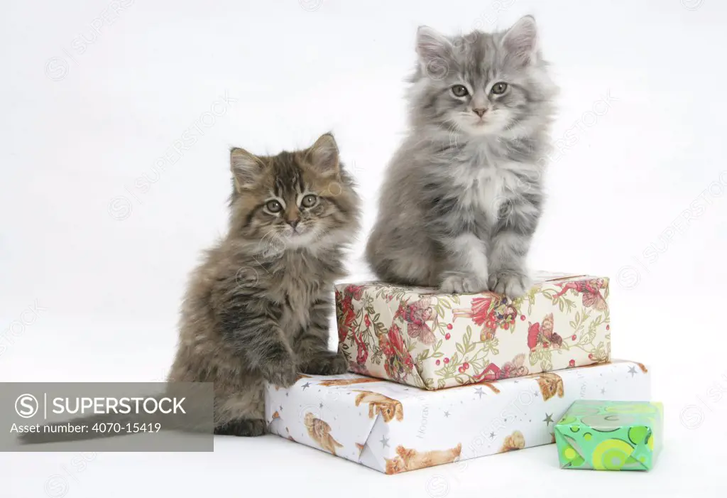 Maine Coon kittens sitting on birthday presents.