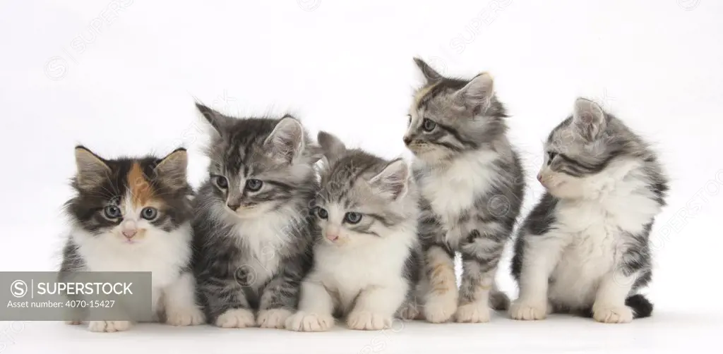 Five Maine Coon-cross kittens in line, 7 weeks.