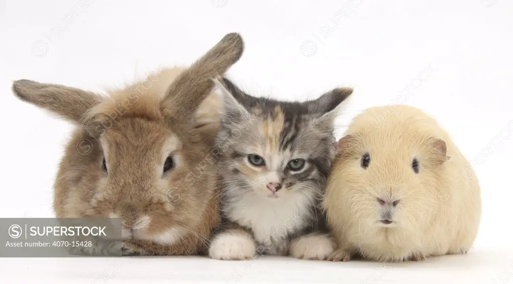 Sandy rabbit, tabby tortoiseshell Maine Coon-cross kitten, 7 weeks, and yellow guinea pig.