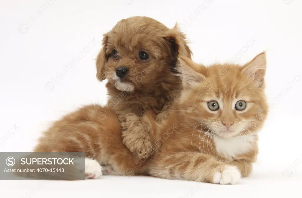 Cavapoo puppy and ginger kitten.