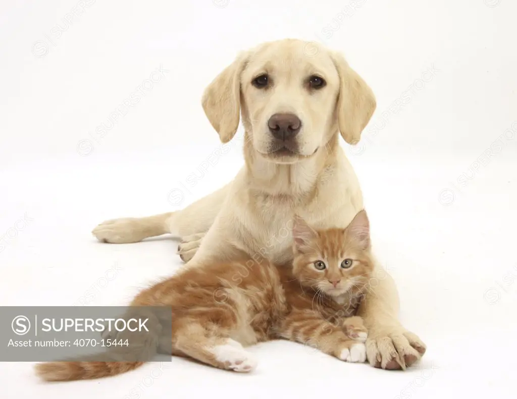 Yellow Labrador puppy and ginger kitten.