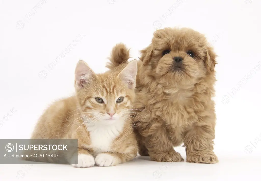 Peekapoo puppy and ginger kitten.