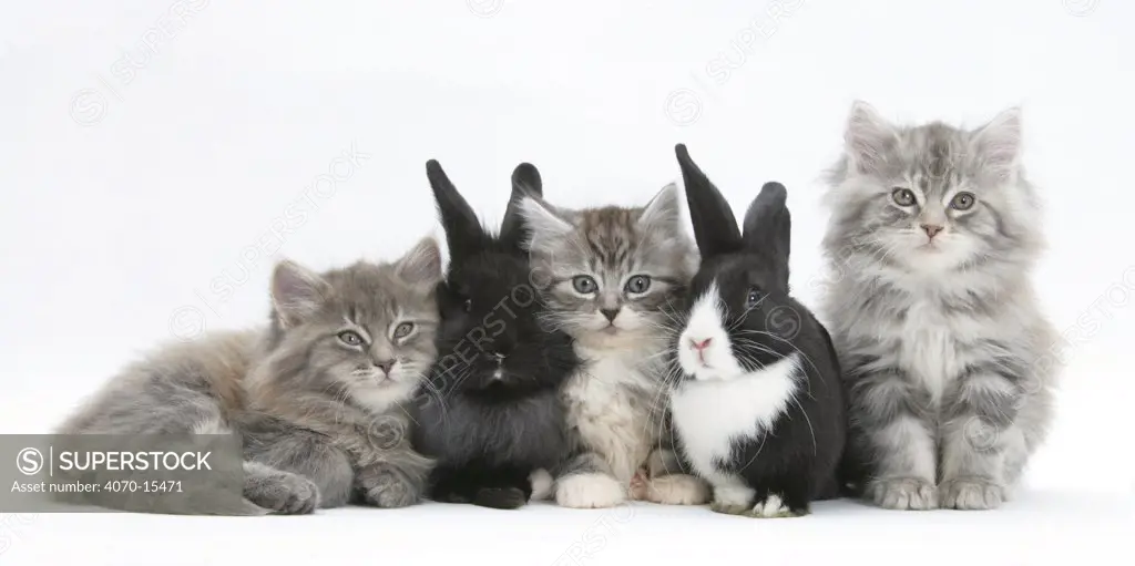 Maine Coon kittens, 8 weeks, with baby Dutch x Lionhead rabbits.