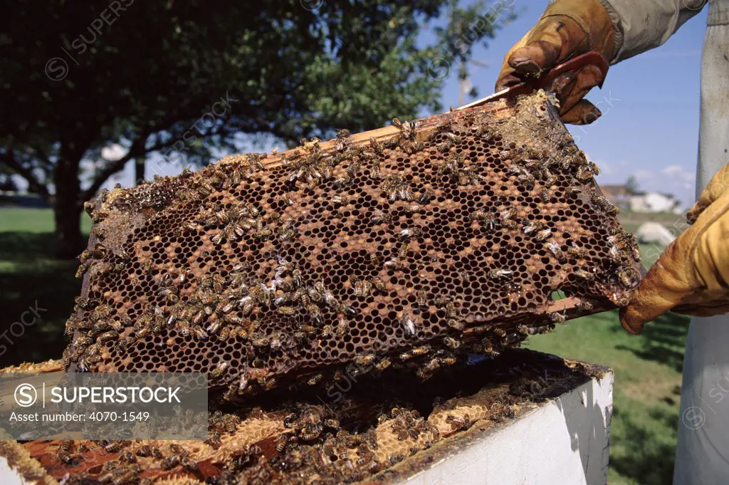 Bee keeper removes honey comb from hives, Illinois USA