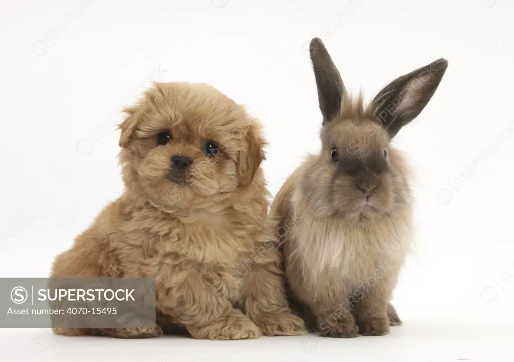 Peekapoo puppy and Lionhead-cross rabbit.