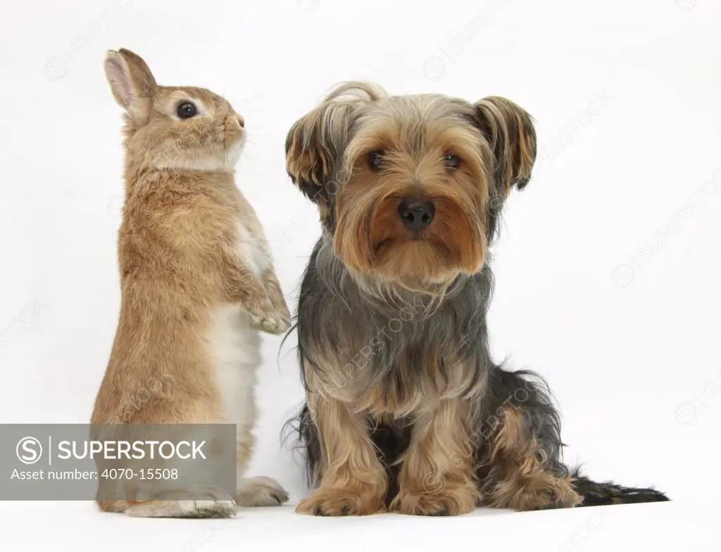Yorkshire Terrier, with Netherland-cross rabbit.