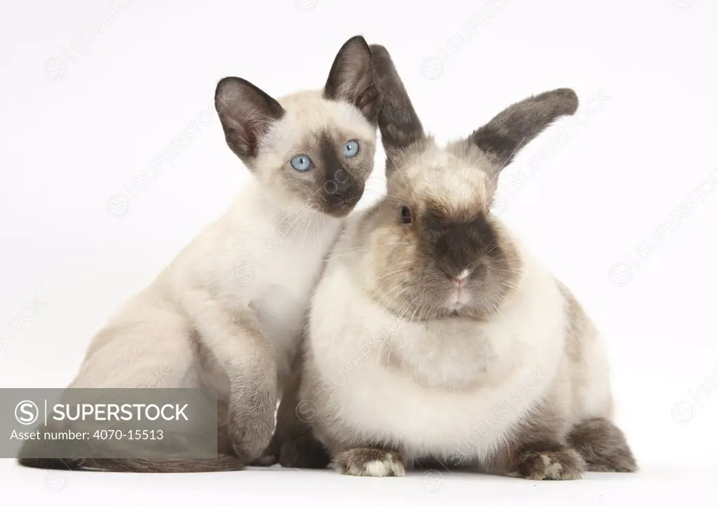 Colourpoint rabbit and Siamese kitten, 10 weeks.