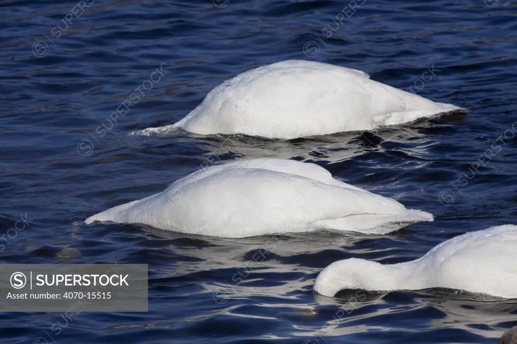 Trumpeter Swans (Cygnus buccinator) dipping their long necks to feed in shallow water.  Mississippi River, Minnesota, USA, February.