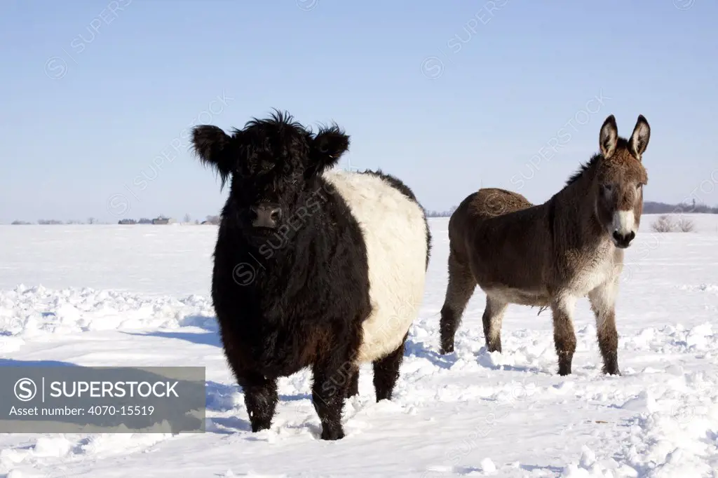 Belted Galloway Cow (Bos taurus) and Donkey (Equus asinus) standing in snow-covered field. Belvidere, Illinois, USA, February.