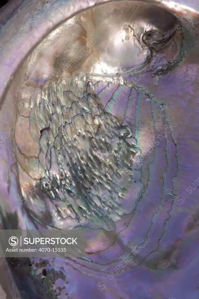 Close-up view of Red Abalone (Haliotis rufescens) shell. California, USA, February.