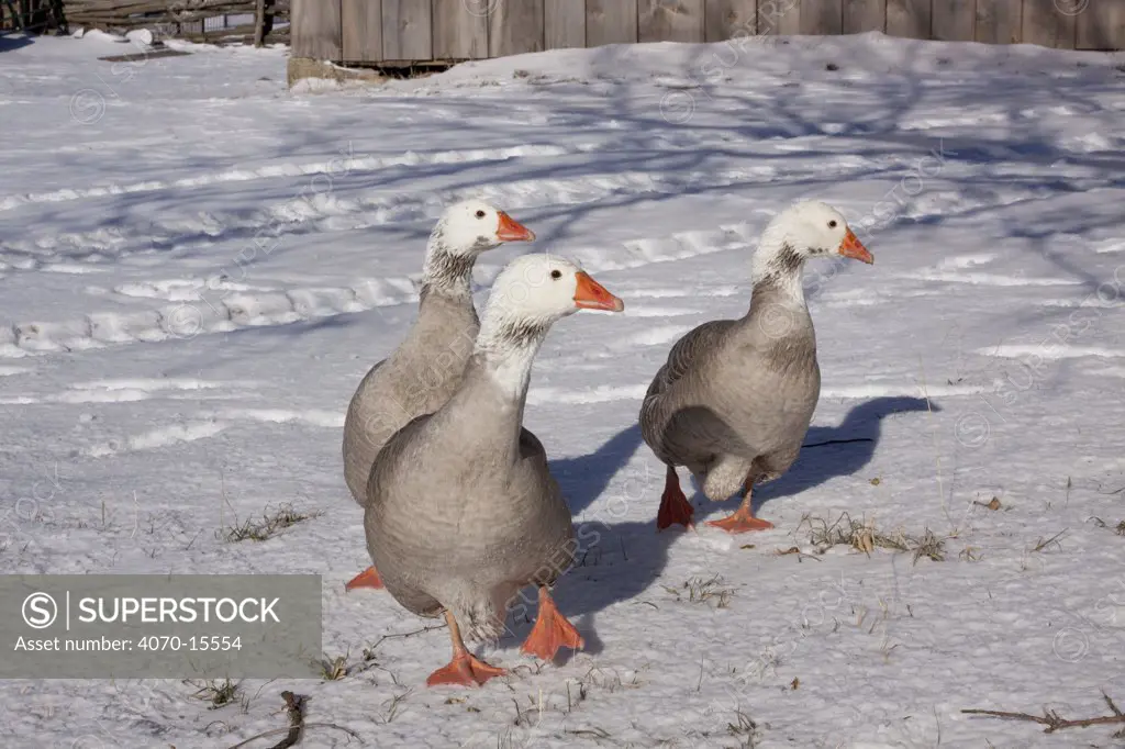 Three Domestic Geese (Pilgrim breed) on snow. LaFox, Illinois, USA, December.