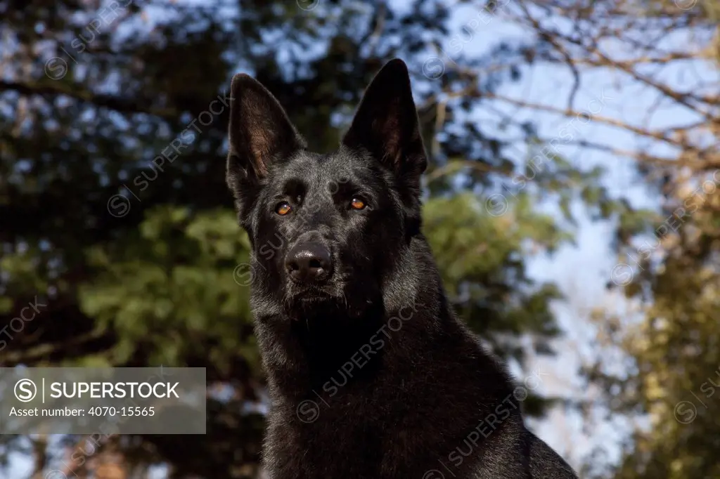 Portrait of German Shepherd, a black male, seen frow a low angle. St. Charles, Illinois, USA, November.
