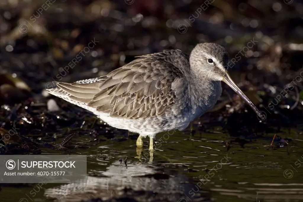 Short-Billed Dowitcher (Limnodromus griseus) standing in water. Goleta, California, USA, December.