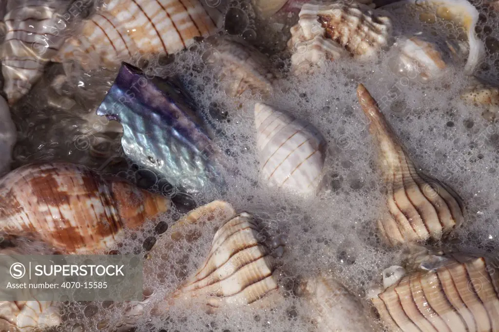 Common Florida sea shells in sea foam at edge of surf. Lightning Whelks (brown lengthwise stripes), Pen (lavender blue), Tulips (whorled tan striping), et. al.. Tarpon Springs, Florida, USA.