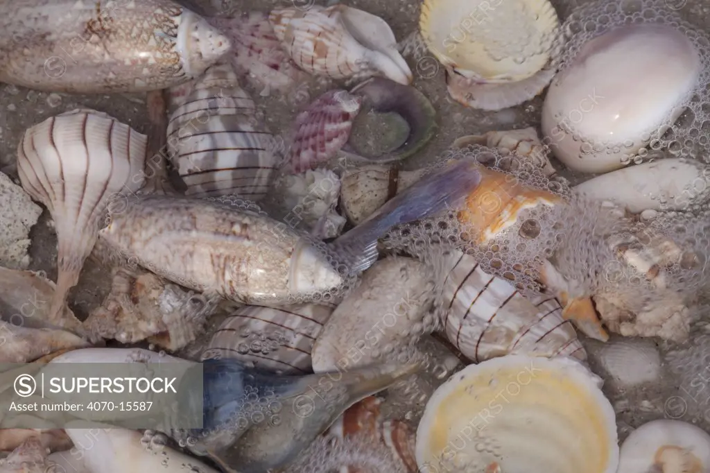 Common Florida sea shells under surge of seawater at beach. Tarpon Springs, Florida, USA.