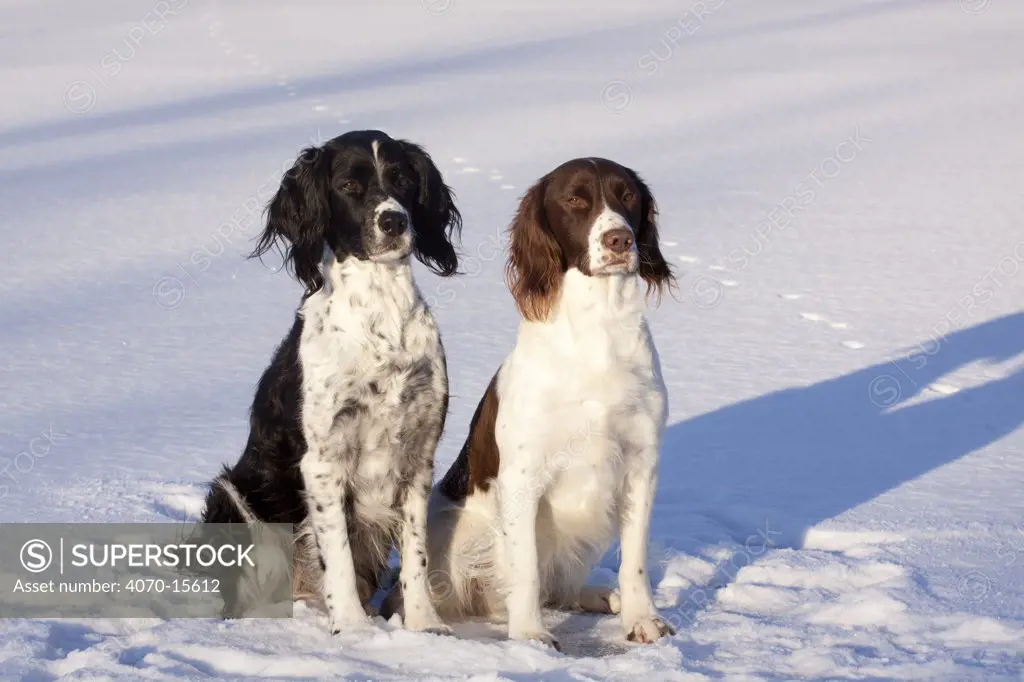 Pair of English Springer Spaniels (field type) sitting on snow. Elkhorn, Wisconsin, USA, January.