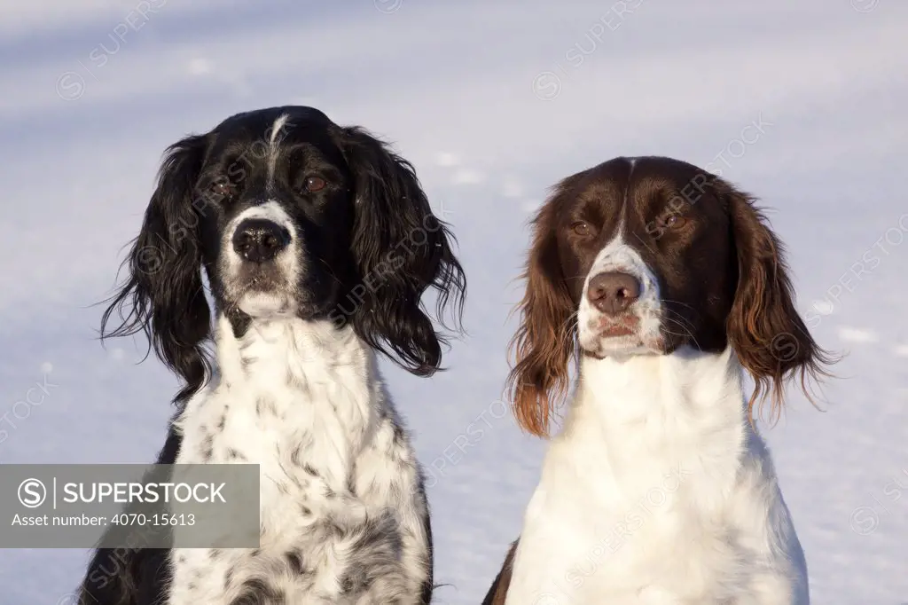 Portrait of a pair of English Springer Spaniels (field type) against snow. Elkhorn, Wisconsin, USA, January.