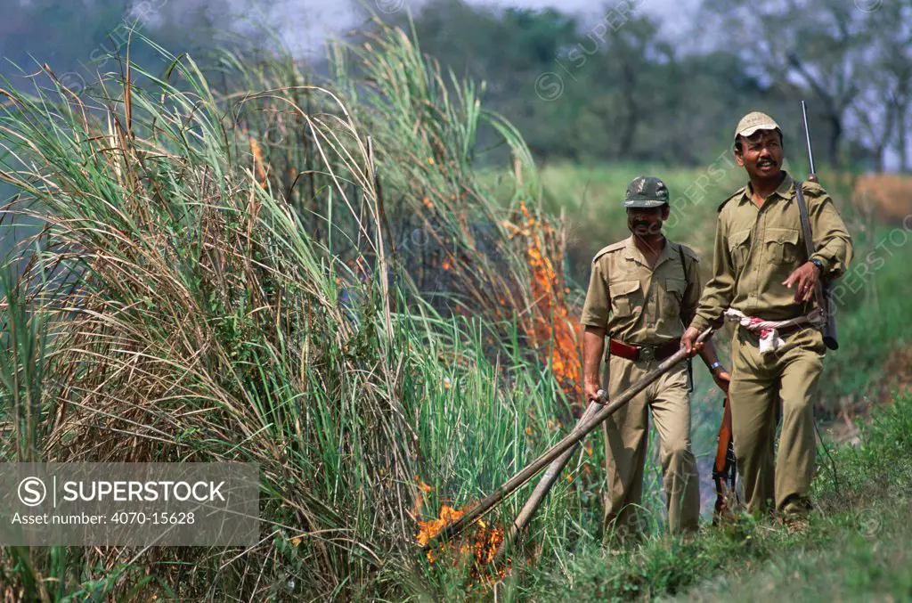 Forest guards starting fires to stimulate the growth of Elephant grass, Kaziranga NP, Assam, India