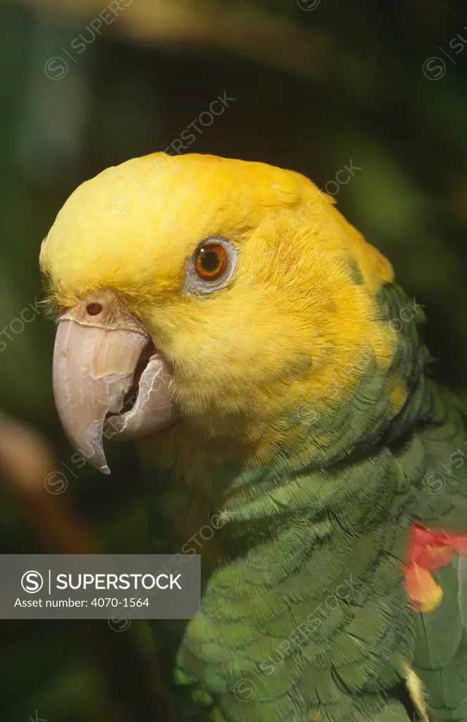 Yellow headed Amazon parrot Amazona oratrix tresmariae} captive