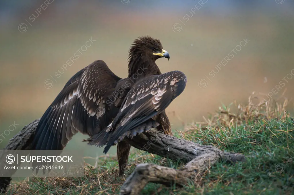 Greater spotted eagle juvenile Aquila clanga} Keoladeo Ghana / Bharatpur NP, Rajasthan, India
