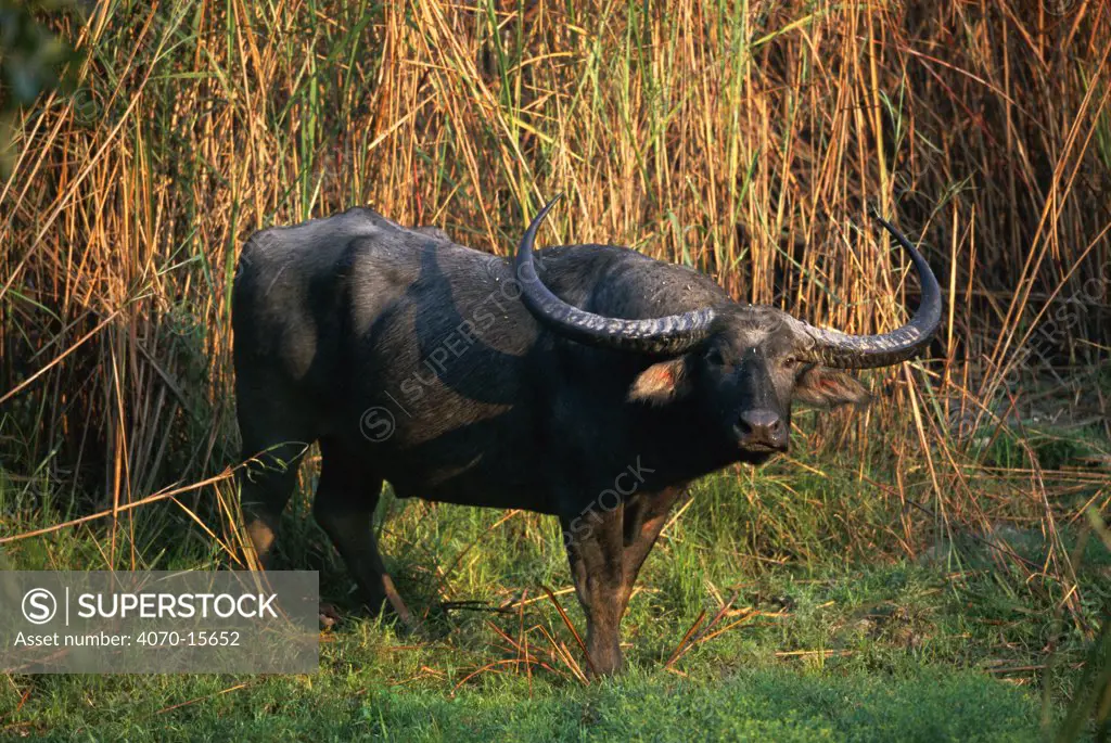 Water buffalo Bubalus arnee} Kaziranga NP, Assam, India