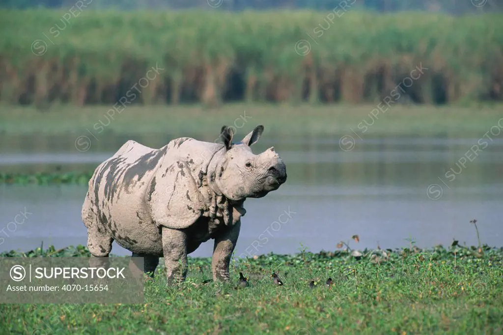 Indian rhinoceros Rhinoceros unicornis} Kaziranga NP, Assam, India