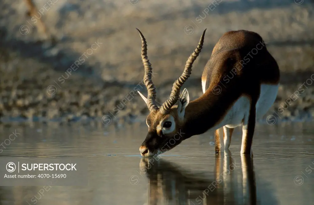 Young male Blackbuck drinking Antilope cervicapra} Thar Desert, W Rajasthan, India
