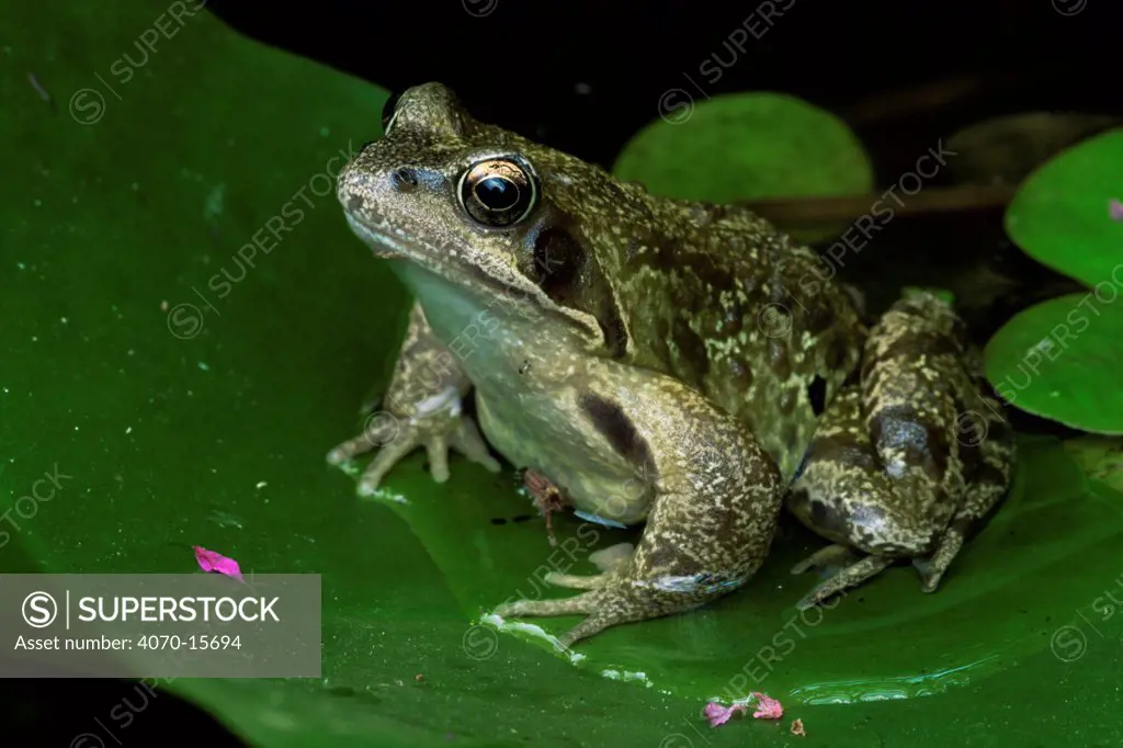 Common frog on lilypad Rana temporaria} Belgium